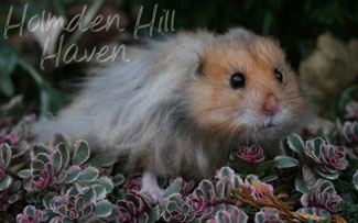 RC- Golden Umbrous Longhaired